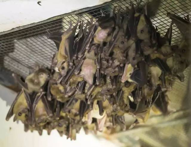 人民日报点赞许昌:建设大型城市公园 连通全市河湖水系 看许昌怎样增绿护蓝-beat365亚洲体育官方网站(图1) beat365亚洲体育官方网站