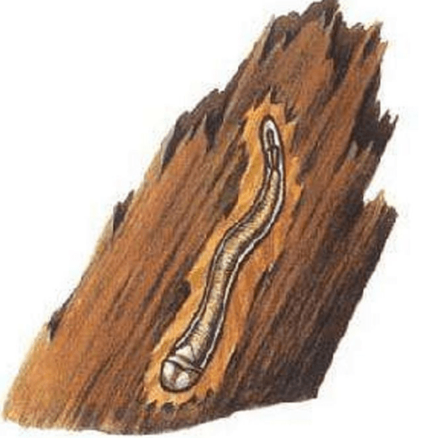 【beat·365】
你不知道的鲁滨逊 自主探险荒岛4年多 撸猫烤羊肉炖龙虾(图4)